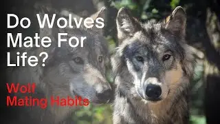 Do Wolves Mate For Life: The Amazing Mating Habits of Wolves