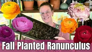 🌸 Pre-Sprouting Ranunculus For Fall Planting || Harvesting Eggplant & Peppers in Texas Zone 8!