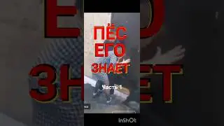 🐕 ПЁС 🐶 ЗНАЕТ 💰💰💰💰#новости #сегодня #события #прикол #юмор #трагедия