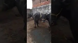 #black #buffalo #animals #murrahbuffalo #video #dairyfarm #trendingreels