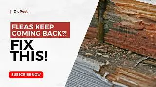 Flea Pest Control: How to Get Rid of Fleas and Keep Them Away | Dr. Pest