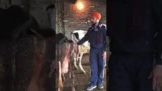 ph 7973038178 ਸੱਜਰ ਸੂਈਆ ਗਾਂਵਾਂ ਸੱਜਰ ਸੂਈਆ ਮੱਝਾਂ ਵਿਕਾਊ ਜਾਇਜ ਰੇਟ#singhdairyfarmtarntaran #best #cow