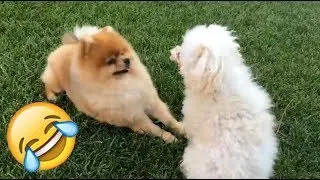 Funniest Dog Fail Compilation 2019 | Funny Fail Time #8