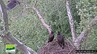 DF - Oldest eaglet (female H58) fledges on the morning of 05-17-2025