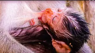 OMG! BABY LOOK LIKE VERY HUNGRY TRY FAST TO DRINK SWEET MILK MOMMY.\ GOOD MONKEY CLIP | MONKEYS ZONE