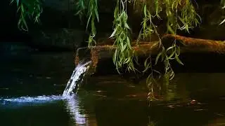 Willow weep for me - with lyrics
