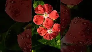 gardening&cookingDdvlogs is live! ಊಟ ಆಯ್ತಾ ಫ್ರೆಂಡ್ಸ್ 🙋 good night 😴😴👈