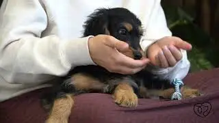 Stan The Bernedoodles Training Introduction!