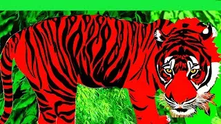 The Tijger Kreeg The Sumatraanse Tijgers