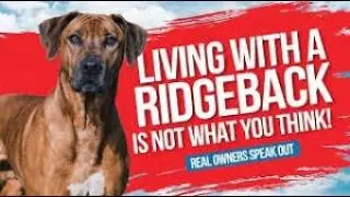 Why Rhodesian Ridgebacks Outsmart Their Owners (But No One Talks About It)