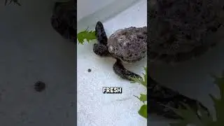 Этот детеныш морской черепахи был покрыт ракушками 😱❤️ #шорты