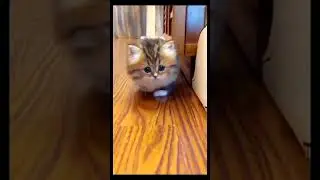 Смешные котики и собачки 🐾 / Funny Animal Moments 2025 | Угарные пушистики для всех🐱🐶#shorts
