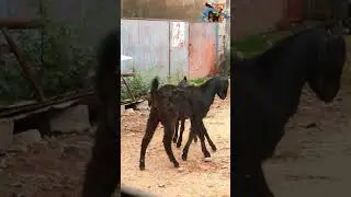 Goats Fighting #shorts #Goats #Goatsfighting #fighting