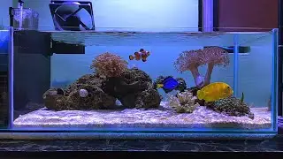 Nemo, Dory and Yellow Mimic Tang - DIY AIO Shallow Nano Reef Tank - Episode 11