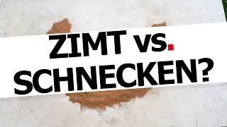 ZIMT gegen SCHNECKEN im Test | Durchlauf #1: Trockenes Zimtpulver