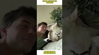 Divertida challenge de perros en tiktok 😂🐶 Gasp At Your Dog Challenge #shorts #challenge #perros