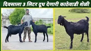 दिवसाला 3 लिटर दुध देणारी जातीवंत काठेवाडी शेळी ! Kathewadi Shelipalan @somnathdhangar8560 