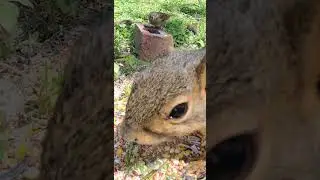 Stimulating Nature Videos for Cats to Watch! Bird Sounds ASMR - Pet Entertainment HD #cats #cattv