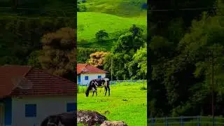 #palmeiraebia#modaoraiz #modaoraiz #sertanejo #modaviola #caipira 🌿🍂🍃