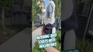 Chatty Max! 🌞What do you hear? #birdtalk #morningbird