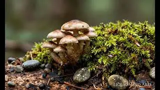 Forest Hyperlapse: Mushrooms Emerging on a Moss-Covered Log 🍄🌲