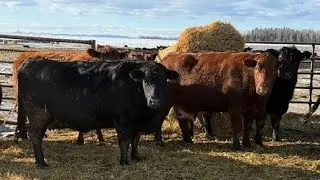 Bruce & Judy Dickson - 1693# Cows - 36 Head (Leslieville, AB)