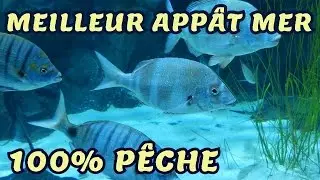 Le meilleur appât pour la pêche en mer !