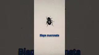 Beetle - Blaps mucronata.