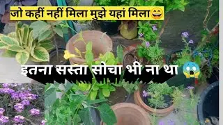 June month buying plants name and price