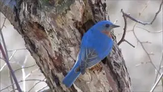 Quisiera Ser Pajarillo/La Dinastia De Tuzanla
