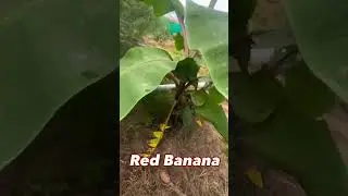 🍌 Rare Red Banana in My Garden | First Harvest & Tasting | Village Vlog India