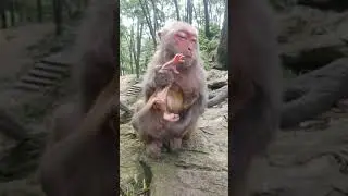 Baby Monkey You Must Watch With Creative Trap #Monkey #BabyMonkey #ShortVideos #EP417