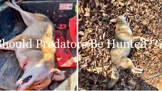 Should Predators Be Hunted??? #coyotes #hunting #ecosystem #farm Chamberlin Family Farms is live!