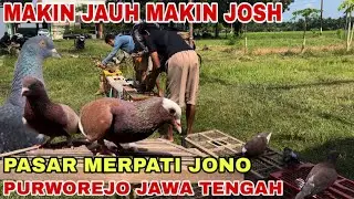 LOP MAKIN JAUH MERPATI MAKIN JOSH DI SINI