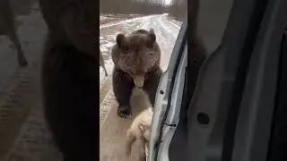 Mother Bear's Brave Plea: A Wild Rescue Encounter #BearRescue #WildlifeDrama #BraveMother