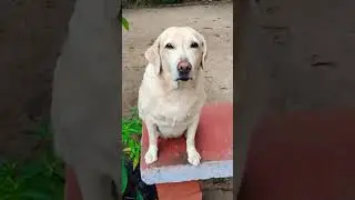 Smart Dog 🐶🐕 Comedy Video #comedy #funny #viralvideo #trending