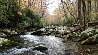 Fall Colors on the Little River in Tennessee | ASMR video River Video for Sleep, Focus & Meditation