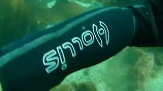 Bat Rays in the kelp at Catalina Island