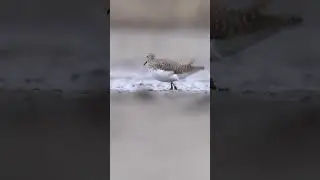 4K Green sandpiper foraging in the mud / Samotnik / Tringa ochropus