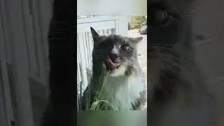Grass attack! Can Alex eat it all? #cat #cattastic
