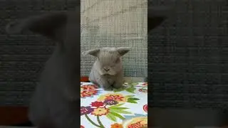 Cute Bunny Cleaning Herself!