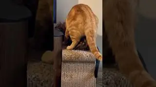 Mother is otherwise engaged (a wee bit busy) #comedy #comedyshorts #petsofyoutube #catshorts
