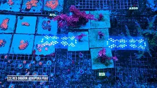 Stock Spotlight: ECC Red Dragon Acropora Frag