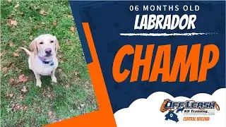 6mo Labrador (champ) | Virginia's Best Dog Trainers | Off Leash K9 Training