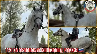 Аспи бузи ноҳияи Деваштич Далени Боло🇹🇯20 сентября 2024 г.