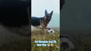 This German Shepherd is playing football like a pro 🐶⚽ Endless energy&mdash;#GermanShepherd #DogFootball