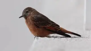 O p&aacute;ssaro gib&atilde;o-de-couro (Hirundinea ferruginea)