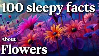 The Most Relaxing Facts About Flowers To Fall Asleep To