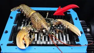 Experiment Shredding Giant Lobster And Toys | The Crusher