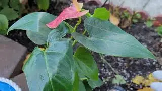 Grow plants without soil. Outdoor plant can withstand the cold up to 3&deg;C.  Stop Koi fish jump out.
